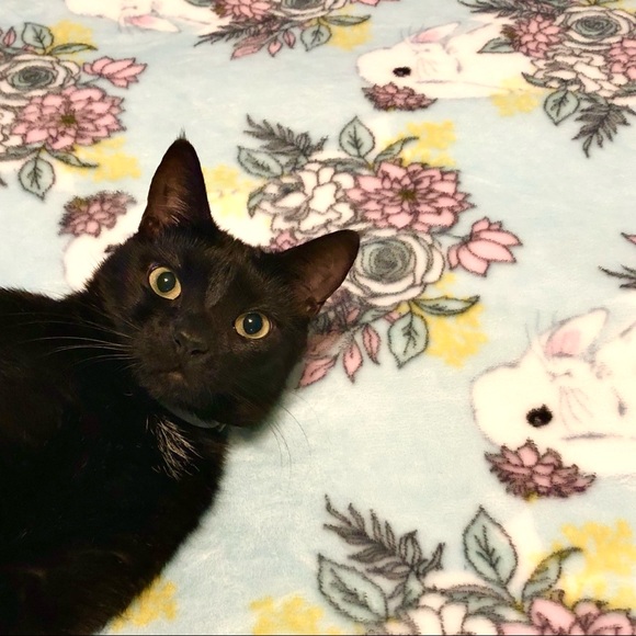 😻Bookmark me! All profits feed feral cats 🐈⬛ - Picture 2 of 11